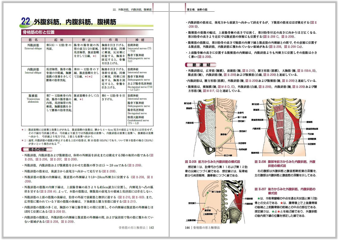 骨格筋の形と触察法 www.metalroofingcenter.com