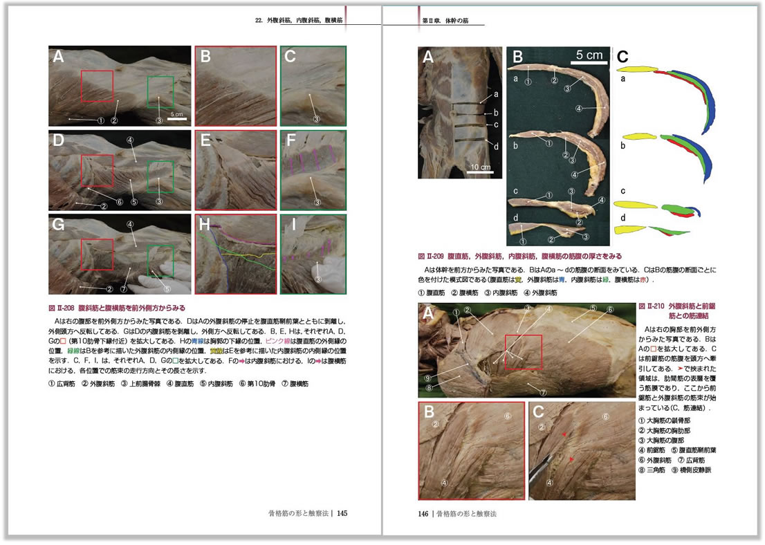 【改訂第二版】骨格筋の形と触察法